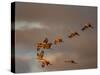 Usa, California. A flock of sandhill cranes flies at sunset, near Lodi, California.-Betty Sederquist-Stretched Canvas