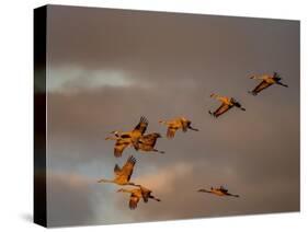 Usa, California. A flock of sandhill cranes flies at sunset, near Lodi, California.-Betty Sederquist-Stretched Canvas