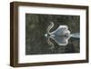 Usa, California. A mute swan fans its wings during courtship behavior.-Betty Sederquist-Framed Photographic Print