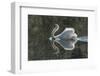 Usa, California. A mute swan fans its wings during courtship behavior.-Betty Sederquist-Framed Photographic Print