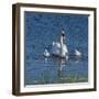 Usa, California. A mute swan tends to her cygnets on a California pond.-Betty Sederquist-Framed Photographic Print