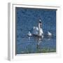 Usa, California. A mute swan tends to her cygnets on a California pond.-Betty Sederquist-Framed Photographic Print