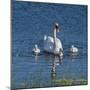 Usa, California. A mute swan tends to her cygnets on a California pond.-Betty Sederquist-Mounted Photographic Print