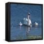 Usa, California. A mute swan tends to her cygnets on a California pond.-Betty Sederquist-Framed Stretched Canvas