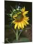 USA, California, a Partially Open Sunflower-Christopher Talbot Frank-Mounted Photographic Print