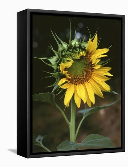 USA, California, a Partially Open Sunflower-Christopher Talbot Frank-Framed Stretched Canvas