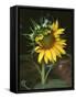 USA, California, a Partially Open Sunflower-Christopher Talbot Frank-Framed Stretched Canvas