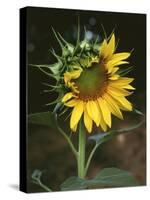 USA, California, a Partially Open Sunflower-Christopher Talbot Frank-Stretched Canvas