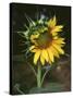 USA, California, a Partially Open Sunflower-Christopher Talbot Frank-Stretched Canvas