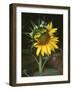 USA, California, a Partially Open Sunflower-Christopher Talbot Frank-Framed Photographic Print