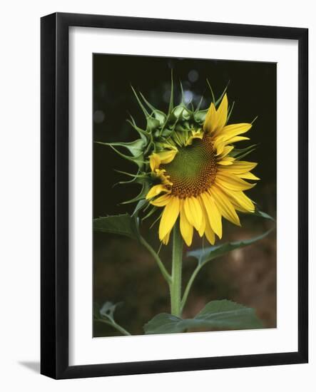 USA, California, a Partially Open Sunflower-Christopher Talbot Frank-Framed Photographic Print