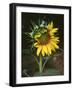 USA, California, a Partially Open Sunflower-Christopher Talbot Frank-Framed Photographic Print