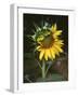 USA, California, a Partially Open Sunflower-Christopher Talbot Frank-Framed Photographic Print