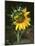 USA, California, a Partially Open Sunflower-Christopher Talbot Frank-Mounted Photographic Print