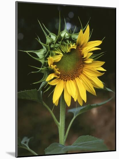 USA, California, a Partially Open Sunflower-Christopher Talbot Frank-Mounted Photographic Print