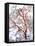 USA, California. a Snow-Covered Manzanita Bush-Jaynes Gallery-Framed Stretched Canvas