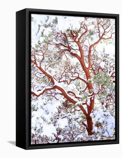 USA, California. a Snow-Covered Manzanita Bush-Jaynes Gallery-Framed Stretched Canvas