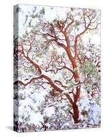 USA, California. a Snow-Covered Manzanita Bush-Jaynes Gallery-Stretched Canvas
