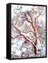 USA, California. a Snow-Covered Manzanita Bush-Jaynes Gallery-Framed Stretched Canvas