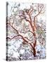 USA, California. a Snow-Covered Manzanita Bush-Jaynes Gallery-Stretched Canvas