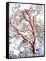 USA, California. a Snow-Covered Manzanita Bush-Jaynes Gallery-Framed Stretched Canvas