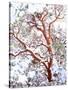 USA, California. a Snow-Covered Manzanita Bush-Jaynes Gallery-Stretched Canvas