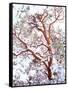 USA, California. a Snow-Covered Manzanita Bush-Jaynes Gallery-Framed Stretched Canvas