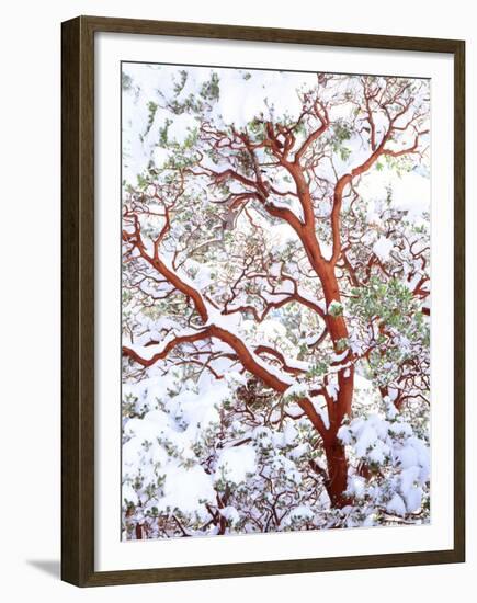 USA, California. a Snow-Covered Manzanita Bush-Jaynes Gallery-Framed Premium Photographic Print
