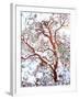 USA, California. a Snow-Covered Manzanita Bush-Jaynes Gallery-Framed Premium Photographic Print