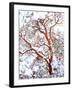 USA, California. a Snow-Covered Manzanita Bush-Jaynes Gallery-Framed Premium Photographic Print