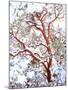 USA, California. a Snow-Covered Manzanita Bush-Jaynes Gallery-Mounted Premium Photographic Print