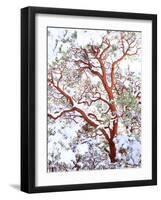 USA, California. a Snow-Covered Manzanita Bush-Jaynes Gallery-Framed Photographic Print