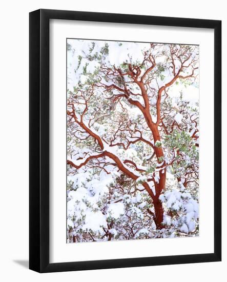 USA, California. a Snow-Covered Manzanita Bush-Jaynes Gallery-Framed Photographic Print