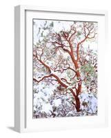 USA, California. a Snow-Covered Manzanita Bush-Jaynes Gallery-Framed Photographic Print