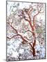 USA, California. a Snow-Covered Manzanita Bush-Jaynes Gallery-Mounted Photographic Print