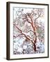 USA, California. a Snow-Covered Manzanita Bush-Jaynes Gallery-Framed Photographic Print