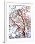 USA, California. a Snow-Covered Manzanita Bush-Jaynes Gallery-Framed Photographic Print