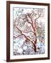 USA, California. a Snow-Covered Manzanita Bush-Jaynes Gallery-Framed Photographic Print