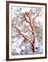 USA, California. a Snow-Covered Manzanita Bush-Jaynes Gallery-Framed Photographic Print