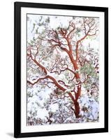 USA, California. a Snow-Covered Manzanita Bush-Jaynes Gallery-Framed Photographic Print