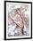 USA, California. a Snow-Covered Manzanita Bush-Jaynes Gallery-Framed Photographic Print