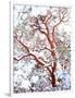USA, California. a Snow-Covered Manzanita Bush-Jaynes Gallery-Framed Photographic Print
