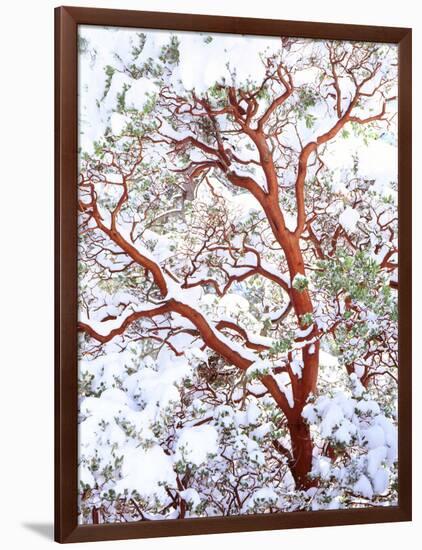 USA, California. a Snow-Covered Manzanita Bush-Jaynes Gallery-Framed Photographic Print