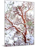 USA, California. a Snow-Covered Manzanita Bush-Jaynes Gallery-Mounted Photographic Print