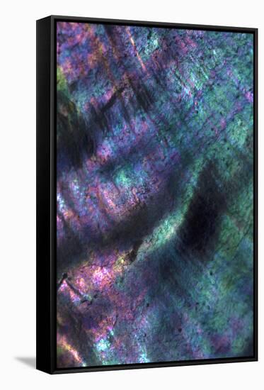 USA, California. Abalone shell close-up.-Jaynes Gallery-Framed Stretched Canvas