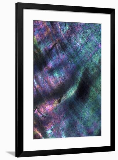 USA, California. Abalone shell close-up.-Jaynes Gallery-Framed Premium Photographic Print