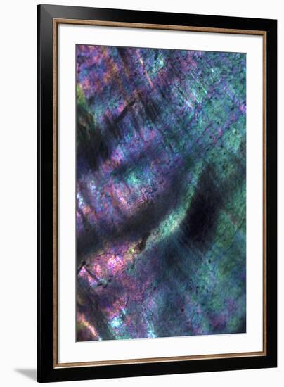 USA, California. Abalone shell close-up.-Jaynes Gallery-Framed Premium Photographic Print