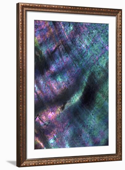 USA, California. Abalone shell close-up.-Jaynes Gallery-Framed Premium Photographic Print