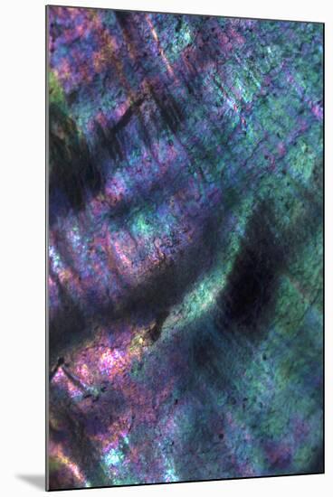 USA, California. Abalone shell close-up.-Jaynes Gallery-Mounted Premium Photographic Print