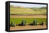 USA, California. Agricultural fields outside King City-Alison Jones-Framed Stretched Canvas